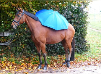 Other Warmbloods, Mare, 11 years, 16 hh, Brown