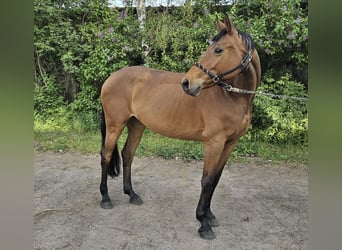 Other Warmbloods, Mare, 11 years, 16 hh, Brown