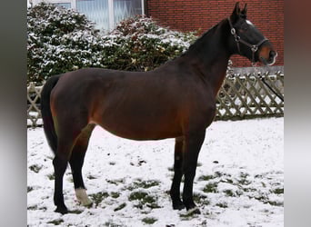 Other Warmbloods, Mare, 11 years, 16 hh