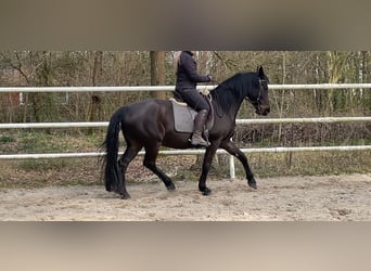 Other Warmbloods, Mare, 11 years, 16 hh, Smoky-Black