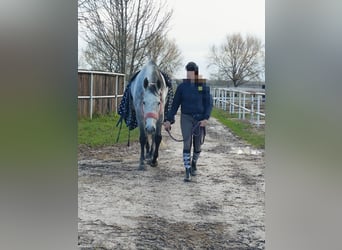 Other Warmbloods, Mare, 11 years, 17.2 hh, Gray-Dapple