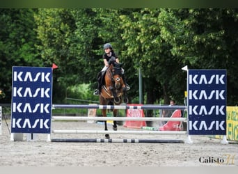 Other Warmbloods, Mare, 11 years, 17 hh, Brown