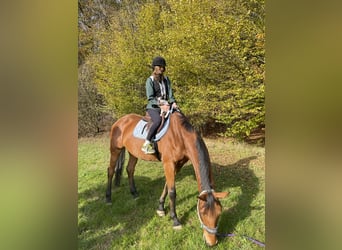 Other Warmbloods, Mare, 11 years, 17 hh, Brown