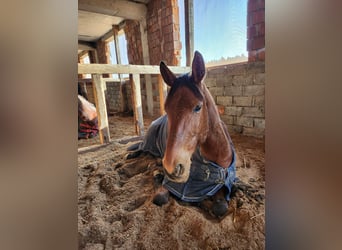 Other Warmbloods, Mare, 11 years, 17 hh, Brown