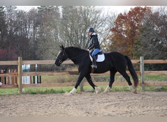 Other Warmbloods, Mare, 11 years, Black