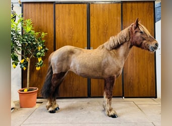 Other Warmbloods, Mare, 11 years, Chestnut-Red