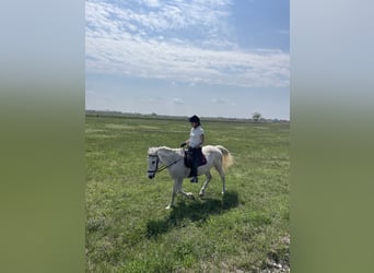 Other Warmbloods, Mare, 12 years, 14,2 hh, Gray