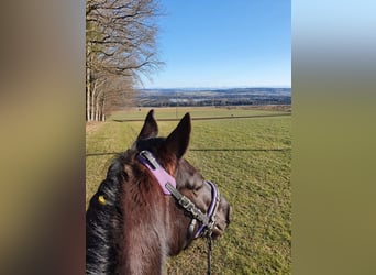 Other Warmbloods Mix, Mare, 12 years, 15.1 hh, Smoky-Black