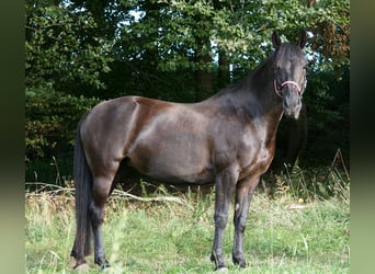 Other Warmbloods Mix, Mare, 12 years, 15.1 hh, Smoky-Black