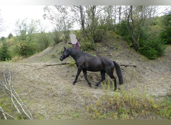 Other Warmbloods Mix, Mare, 12 years, 15.1 hh, Smoky-Black