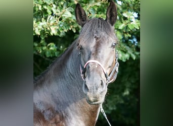 Other Warmbloods Mix, Mare, 12 years, 15.1 hh, Smoky-Black