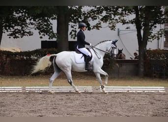 Other Warmbloods Mix, Mare, 12 years, 15.2 hh, Gray