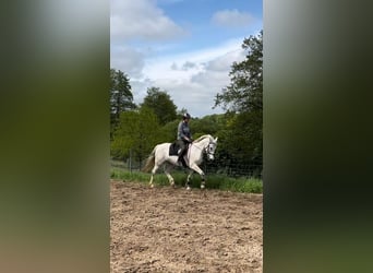 Other Warmbloods, Mare, 12 years, 15 hh, Gray