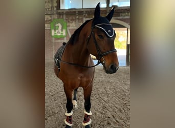 Other Warmbloods Mix, Mare, 12 years, 15,1 hh, Brown