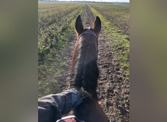 Other Warmbloods Mix, Mare, 12 years, 15,1 hh, Brown