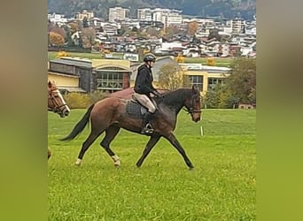 Other Warmbloods, Mare, 12 years, 15,1 hh, Brown