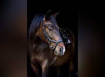 Other Warmbloods, Mare, 12 years, 15,2 hh, Bay-Dark