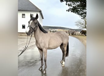 Other Warmbloods, Mare, 12 years, 15,2 hh, Black