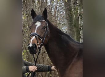 Other Warmbloods, Mare, 12 years, 15,2 hh, Brown