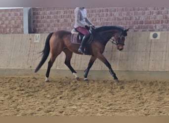 Other Warmbloods, Mare, 12 years, 15,2 hh, Brown