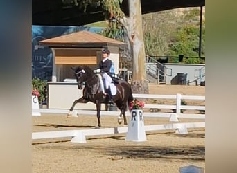 Other Warmbloods, Mare, 12 years, 16.2 hh, Black