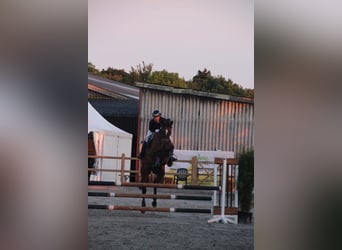 Other Warmbloods, Mare, 12 years, 16 hh, Brown