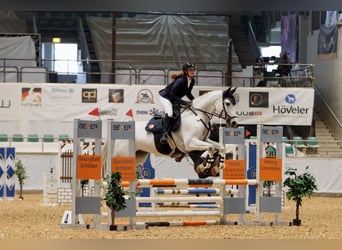 Other Warmbloods, Mare, 12 years, 16 hh, Grey