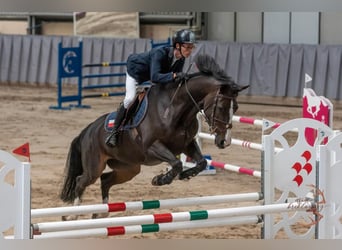 Other Warmbloods, Mare, 12 years, 16 hh, Smoky-Black