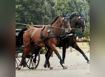 Other Warmbloods, Mare, 12 years, 16,2 hh, Brown