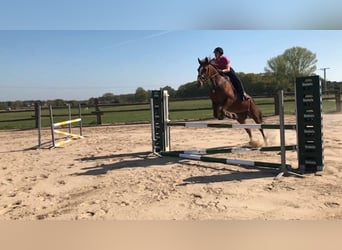 Other Warmbloods, Mare, 12 years, 16,2 hh, Chestnut-Red