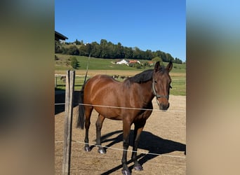 Other Warmbloods, Mare, 12 years, 17 hh, Roan-Bay