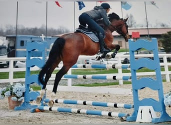 Other Warmbloods, Mare, 12 years, Brown