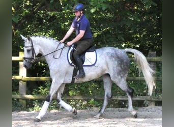 Other Warmbloods, Mare, 12 years, Grey-Dapple