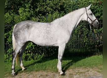 Other Warmbloods, Mare, 12 years, Grey-Dapple
