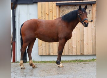 Other Warmbloods, Mare, 13 years, 14.3 hh, Brown