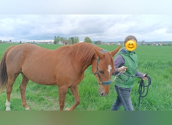 Other Warmbloods, Mare, 13 years, 15.1 hh, Chestnut-Red