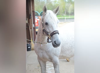 Other Warmbloods Mix, Mare, 13 years, 15.1 hh, Gray