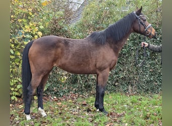 Other Warmbloods, Mare, 13 years, 15.2 hh, Brown