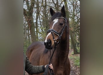 Other Warmbloods, Mare, 13 years, 15.2 hh, Brown