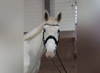 Other Warmbloods, Mare, 13 years, 15.2 hh, Gray