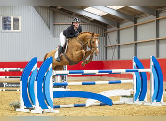 Other Warmbloods, Mare, 13 years, 15.3 hh, Chestnut-Red