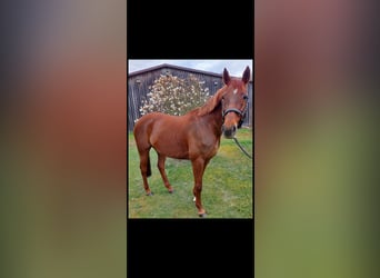 Other Warmbloods Mix, Mare, 13 years, 15,3 hh, Chestnut-Red