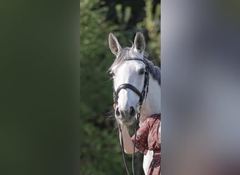 Other Warmbloods Mix, Mare, 13 years, 15,3 hh, Gray