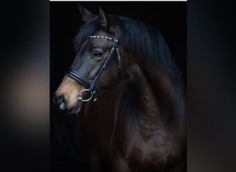 Other Warmbloods, Mare, 13 years, 16 hh, Brown