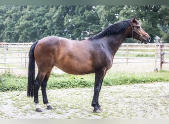 Other Warmbloods, Mare, 13 years, 16 hh, Brown