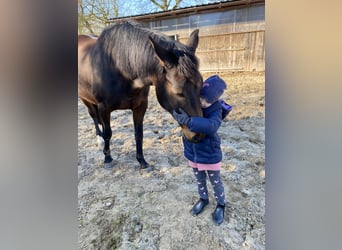Other Warmbloods, Mare, 13 years, 16 hh, Brown