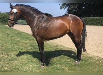 Other Warmbloods, Mare, 13 years, 16 hh, Brown
