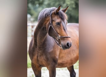 Other Warmbloods, Mare, 13 years, 16 hh, Brown