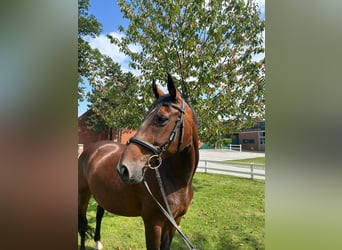 Other Warmbloods, Mare, 13 years, 16 hh, Brown