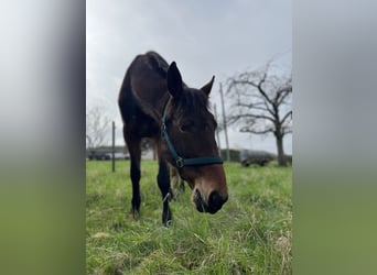 Other Warmbloods, Mare, 13 years, 16 hh, Brown